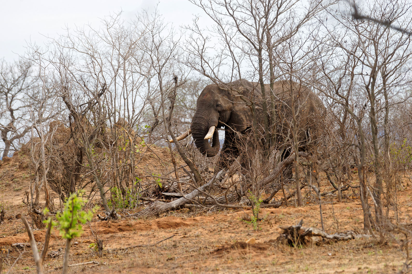 20161112 084106 Elefanten